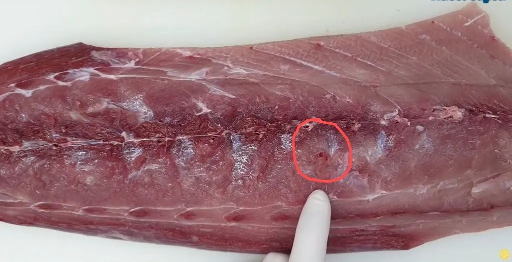 千万别吃！澳洲常见鱼类“暴雷”，被查出大量寄生虫！画面太恶心...（组图） - 2