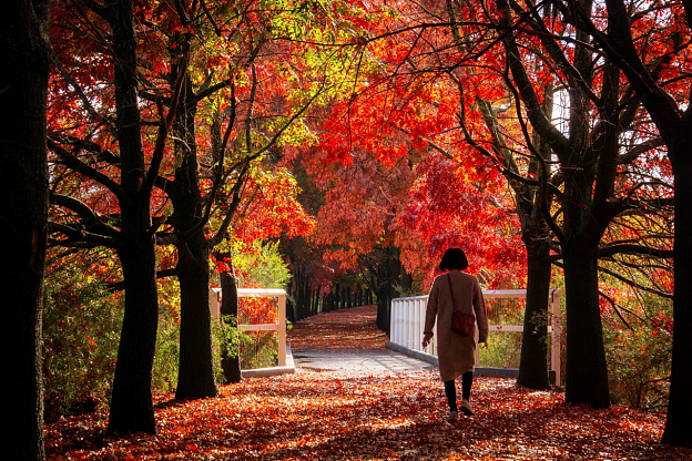 吐血整理！墨尔本最适合赏秋的十个景点，基本免费，这个秋天不去亏大了（组图） - 8