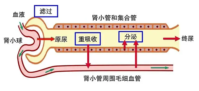 【健康】男性晨起第一次上厕所，若没有3种现象，或表示肾脏还算健康（组图） - 3