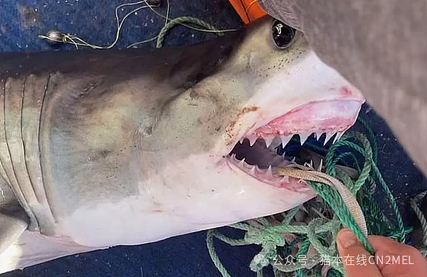 钓鱼钓到1.8公尺大白鲨！澳洲16岁男子“一起合照”被攻击，爆血送医（组图） - 1