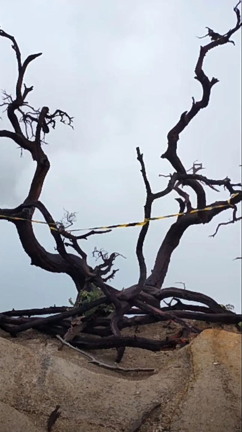 女游客印尼火山口堕亡；知情者：悬崖口被封，网红树被警戒线缠绕（组图） - 3
