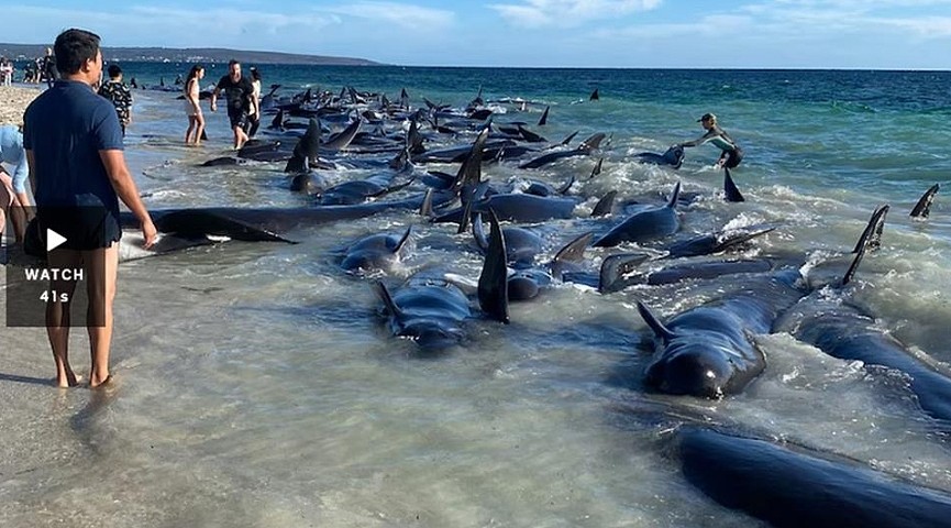 160只领航鲸搁浅西澳海岸，26只已经死亡（组图） - 1