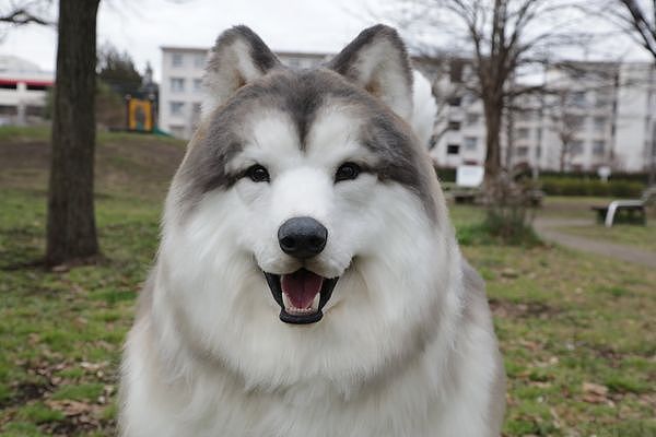 从小梦想当狗！日本牧羊犬男宣布变更品种，阿拉斯加犬新装扮曝光（视频/组图） - 5