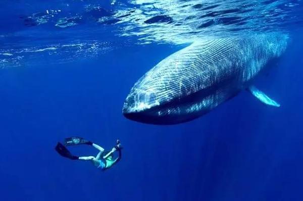 【宠物】蓝鲸一次排便可达2吨！方圆百米遮天蔽日，竟被称为自然的恩赐（组图） - 13