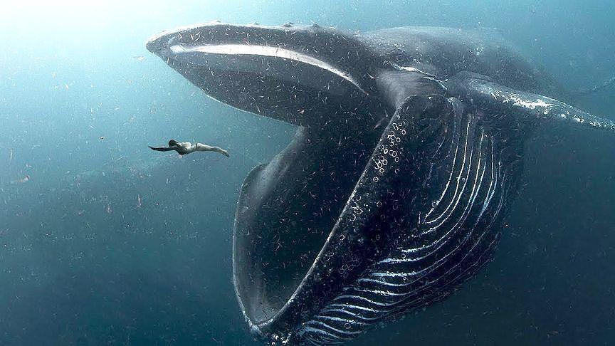 【宠物】蓝鲸一次排便可达2吨！方圆百米遮天蔽日，竟被称为自然的恩赐（组图） - 24