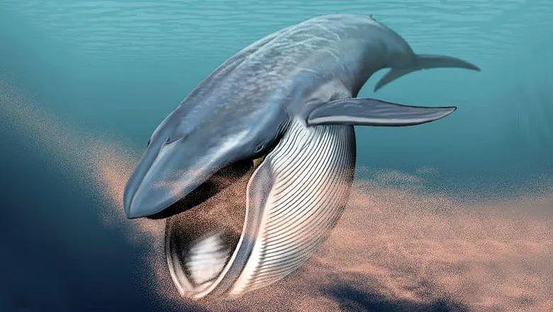 【宠物】蓝鲸一次排便可达2吨！方圆百米遮天蔽日，竟被称为自然的恩赐（组图） - 15