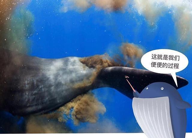 【宠物】蓝鲸一次排便可达2吨！方圆百米遮天蔽日，竟被称为自然的恩赐（组图） - 19