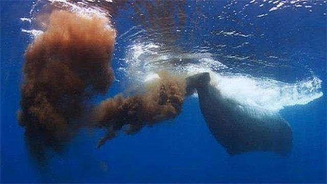 【宠物】蓝鲸一次排便可达2吨！方圆百米遮天蔽日，竟被称为自然的恩赐（组图） - 21