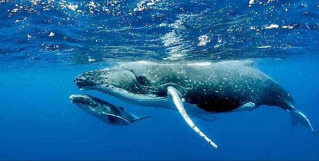 【宠物】蓝鲸一次排便可达2吨！方圆百米遮天蔽日，竟被称为自然的恩赐（组图） - 14