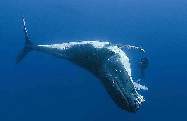【宠物】蓝鲸一次排便可达2吨！方圆百米遮天蔽日，竟被称为自然的恩赐（组图） - 3