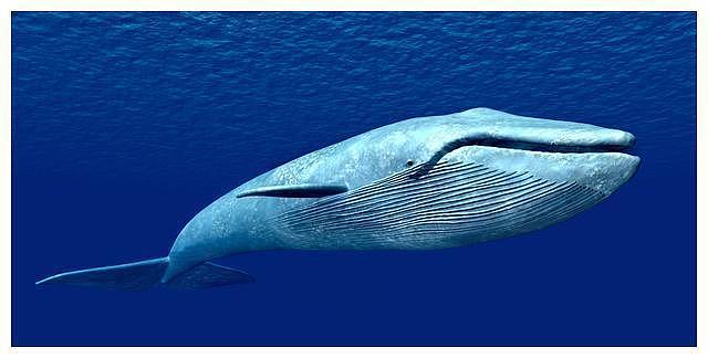 【宠物】蓝鲸一次排便可达2吨！方圆百米遮天蔽日，竟被称为自然的恩赐（组图） - 4