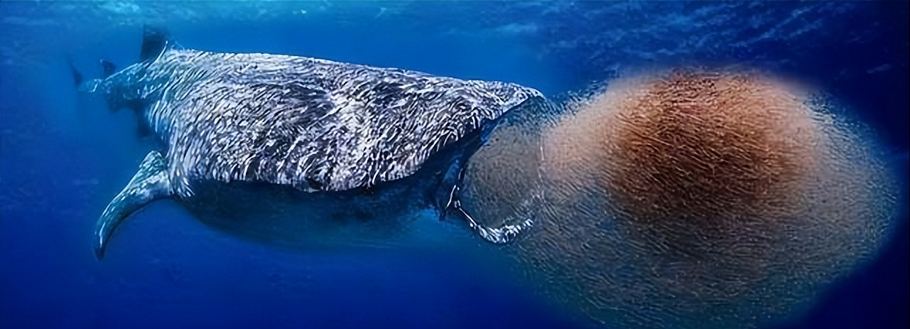 【宠物】蓝鲸一次排便可达2吨！方圆百米遮天蔽日，竟被称为自然的恩赐（组图） - 9