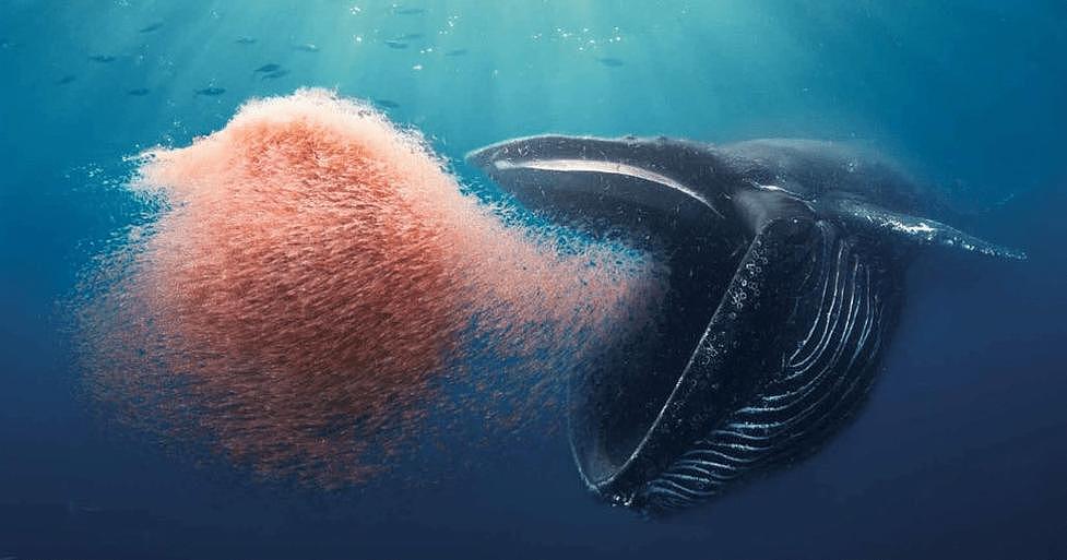 【宠物】蓝鲸一次排便可达2吨！方圆百米遮天蔽日，竟被称为自然的恩赐（组图） - 10