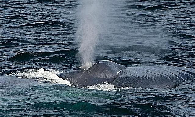【宠物】蓝鲸一次排便可达2吨！方圆百米遮天蔽日，竟被称为自然的恩赐（组图） - 5