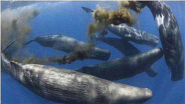 【宠物】蓝鲸一次排便可达2吨！方圆百米遮天蔽日，竟被称为自然的恩赐（组图） - 16