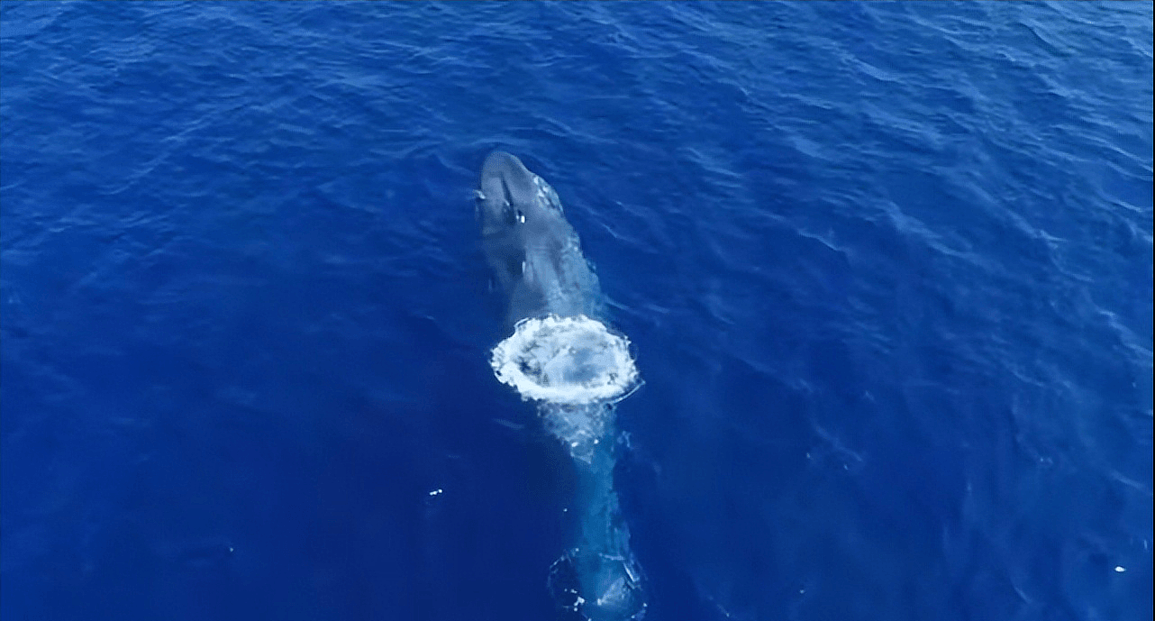 【宠物】蓝鲸一次排便可达2吨！方圆百米遮天蔽日，竟被称为自然的恩赐（组图） - 18