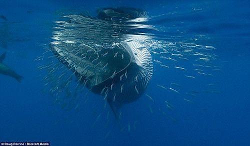 【宠物】蓝鲸一次排便可达2吨！方圆百米遮天蔽日，竟被称为自然的恩赐（组图） - 11