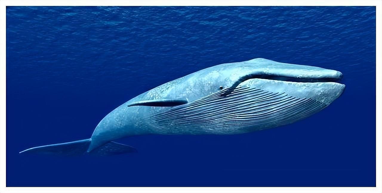 【宠物】蓝鲸一次排便可达2吨！方圆百米遮天蔽日，竟被称为自然的恩赐（组图） - 1