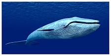 【宠物】蓝鲸一次排便可达2吨！方圆百米遮天蔽日，竟被称为自然的恩赐（组图）