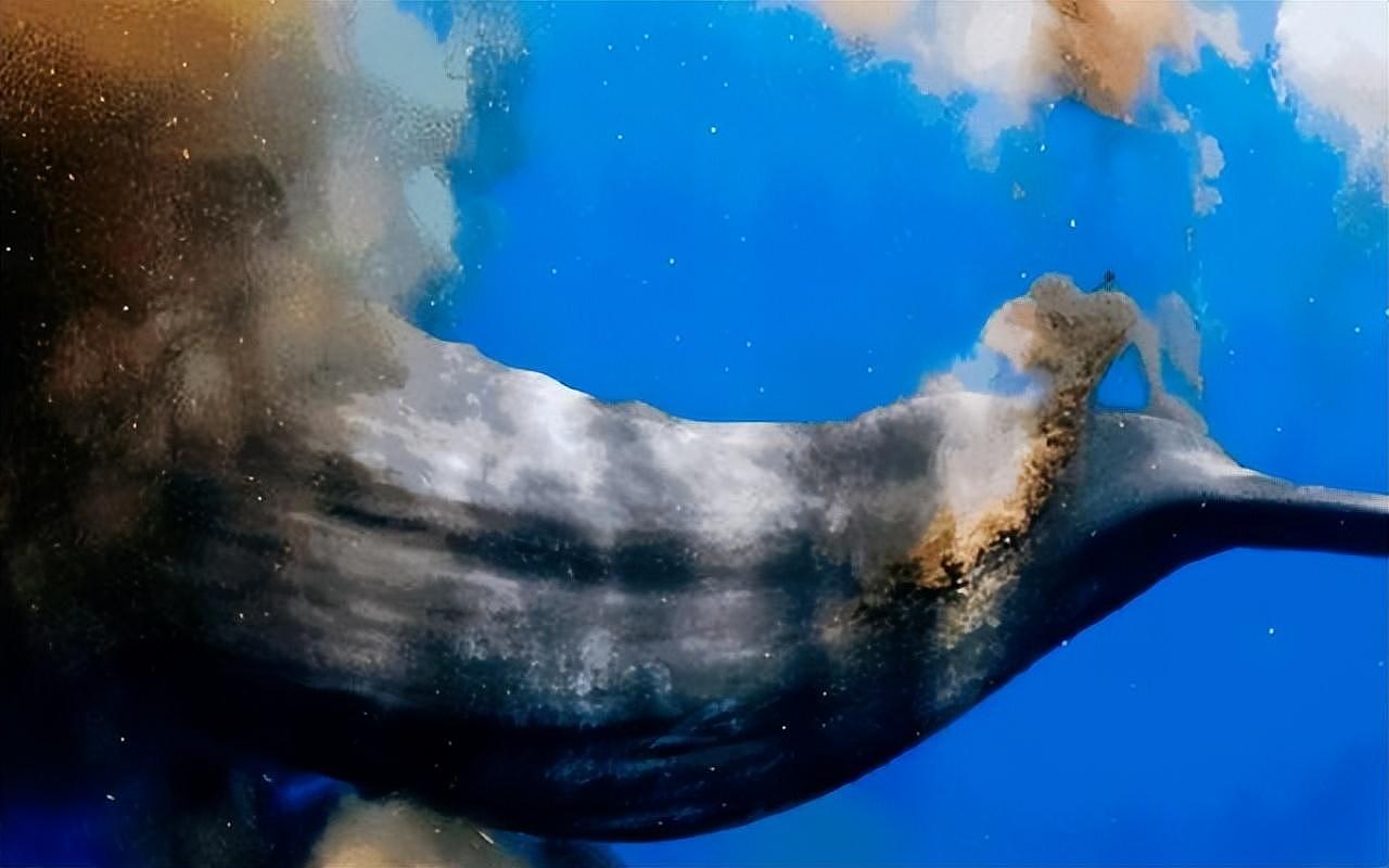 【宠物】蓝鲸一次排便可达2吨！方圆百米遮天蔽日，竟被称为自然的恩赐（组图） - 20