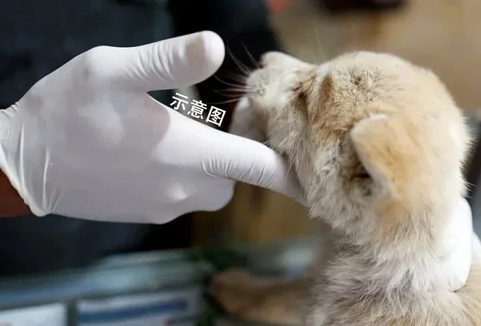 他与动物的互动方式令人感到“不适！”华裔兽医南澳行医涉猥亵动物，判罚$5000（图） - 1