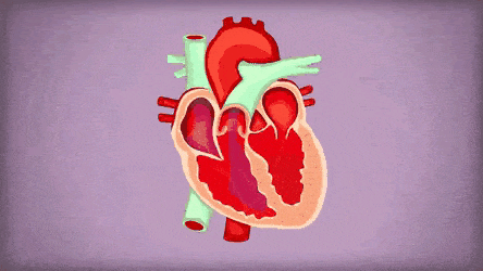 心脏这3个时间段最脆弱，收好这份护心时刻表（组图） - 1