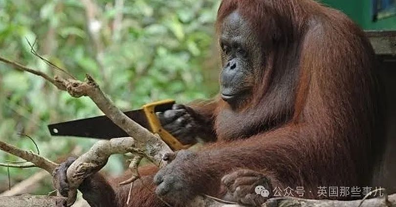 全球首例！红毛猩猩受伤后自己做草药，内服外敷一个月痊愈！厉害了（组图） - 17