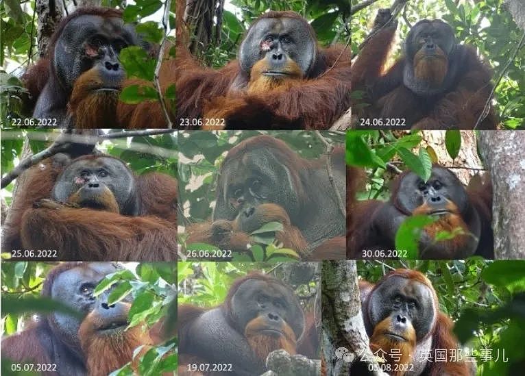 全球首例！红毛猩猩受伤后自己做草药，内服外敷一个月痊愈！厉害了（组图） - 9