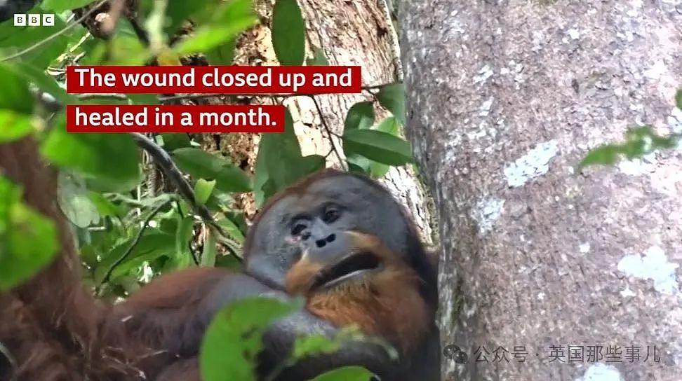 全球首例！红毛猩猩受伤后自己做草药，内服外敷一个月痊愈！厉害了（组图） - 8