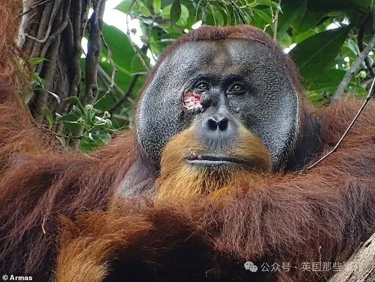 全球首例！红毛猩猩受伤后自己做草药，内服外敷一个月痊愈！厉害了（组图） - 2