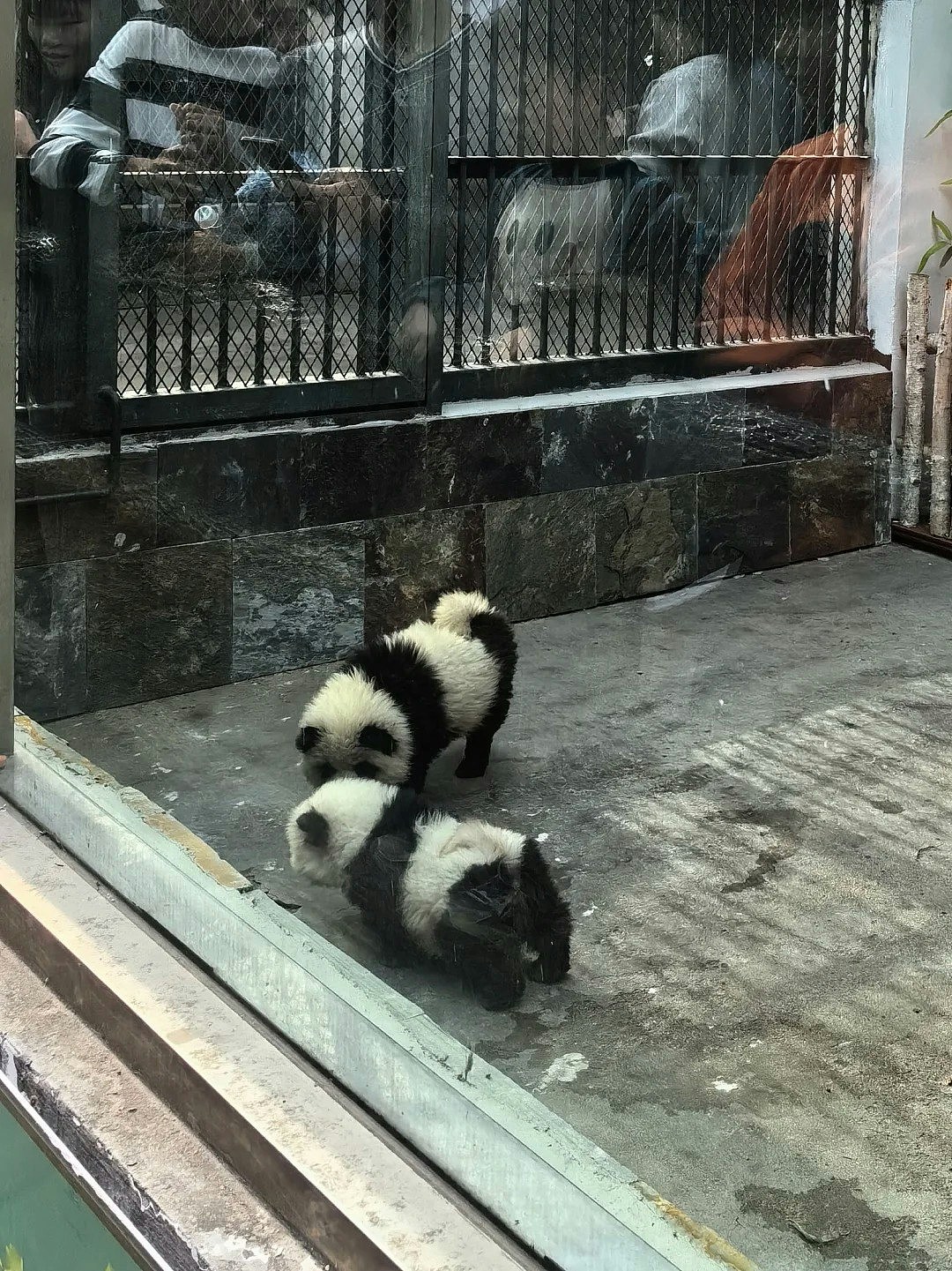 泰州动物园游客打卡“熊猫犬”，园方称松狮犬染色打扮而成惹议（组图） - 4
