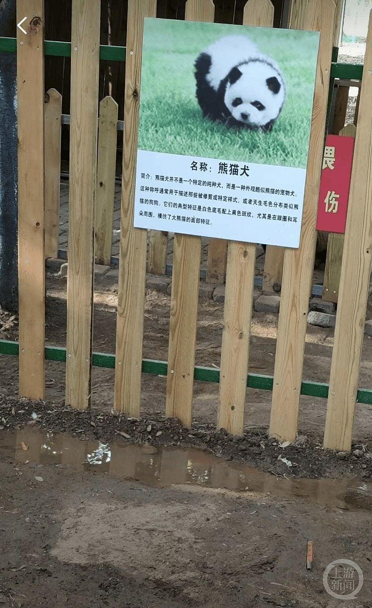 泰州动物园游客打卡“熊猫犬”，园方称松狮犬染色打扮而成惹议（组图） - 2