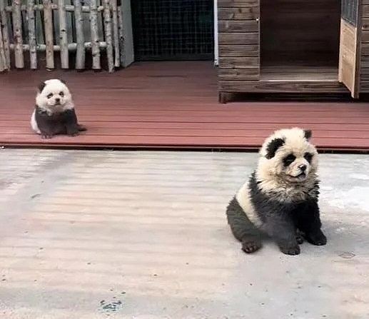 泰州动物园游客打卡“熊猫犬”，园方称松狮犬染色打扮而成惹议（组图） - 3