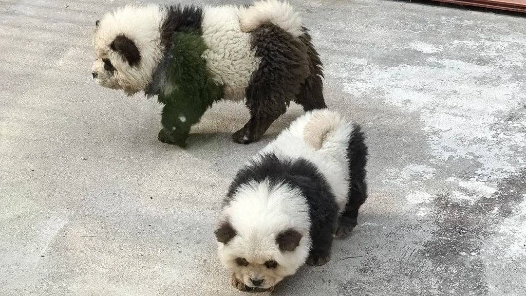 泰州动物园游客打卡“熊猫犬”，园方称松狮犬染色打扮而成惹议（组图） - 1