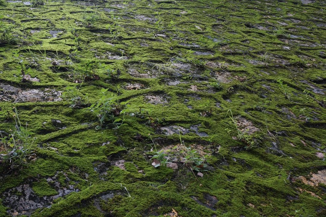 中国内地第一个苔藓园林，幽深、绝美！（组图） - 40
