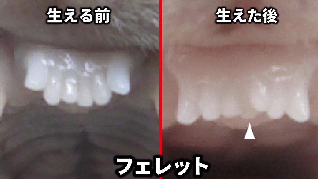 人类新突破！日本医疗团队研发出一种新药：可以长出“第三颗牙齿”（组图） - 5