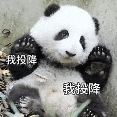 动物园熊猫居然是狗染色假扮的！这熊猫怎么狗里狗气的...（视频/组图） - 7