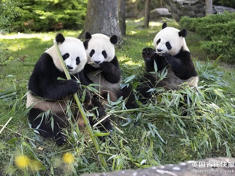 动物园熊猫居然是狗染色假扮的！这熊猫怎么狗里狗气的...（视频/组图） - 15