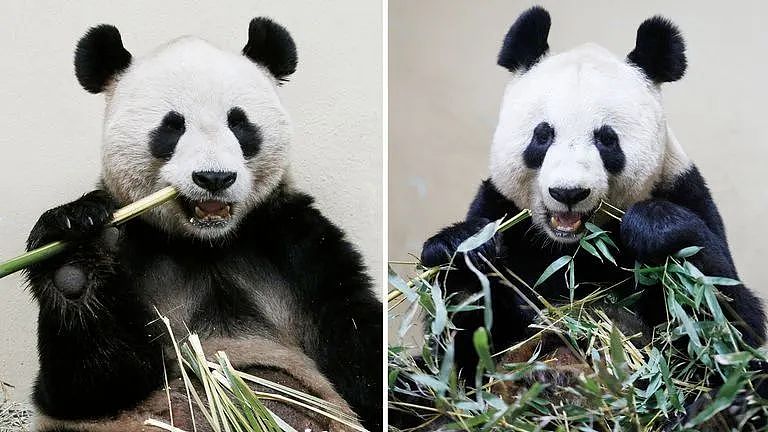 动物园熊猫居然是狗染色假扮的！这熊猫怎么狗里狗气的...（视频/组图） - 9