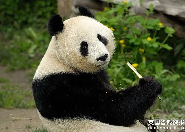 动物园熊猫居然是狗染色假扮的！这熊猫怎么狗里狗气的...（视频/组图） - 19
