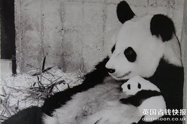 动物园熊猫居然是狗染色假扮的！这熊猫怎么狗里狗气的...（视频/组图） - 17