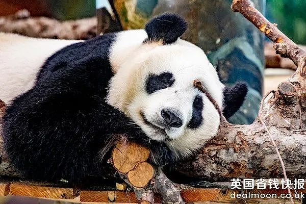 动物园熊猫居然是狗染色假扮的！这熊猫怎么狗里狗气的...（视频/组图） - 21