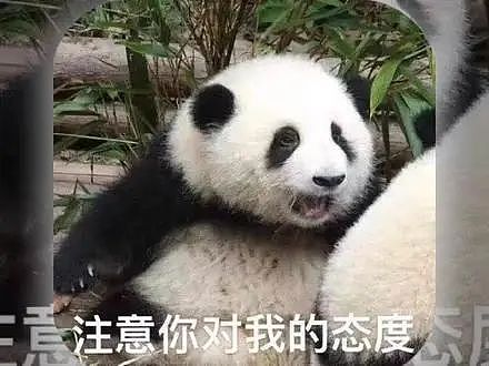 动物园熊猫居然是狗染色假扮的！这熊猫怎么狗里狗气的...（视频/组图） - 5
