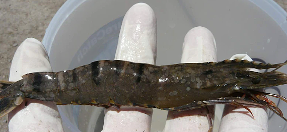 澳洲常见鱼类“暴雷”，含大量寄生虫，画面太恶心！已有患者染病，痛到肌肉像被撕开，恐落下终生残疾（组图） - 7