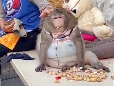曼谷“世界最肥弥猴”6岁短命亡！游客整天喂垃圾食物！飆肥19公斤胖死（视频/图） - 1