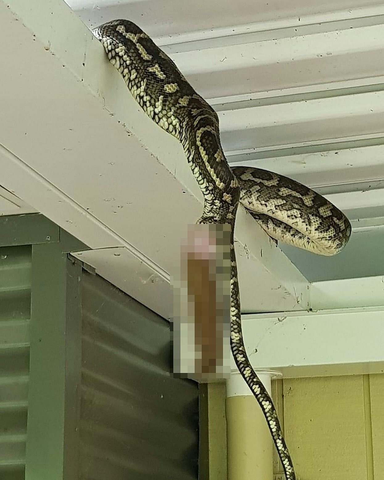 开门惊见“大蛇在梁上大便”！罕见画面震惊澳洲网友：也太大了吧？（组图） - 1