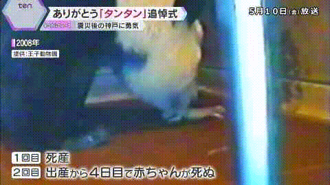 太可怕了！日本幼儿园小朋友竟然这样对待死去的大熊猫（组图） - 6