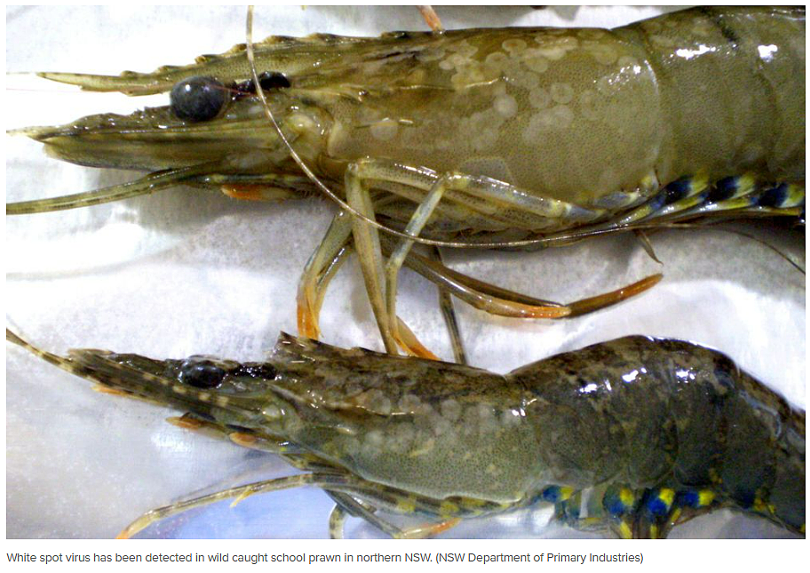 新州当局紧急警告，这种虾类发现病毒！澳洲超市这几类食品不要碰（组图） - 4