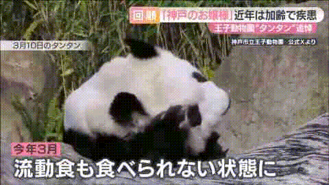 太可怕了！日本幼儿园小朋友竟然这样对待死去的大熊猫（组图） - 12