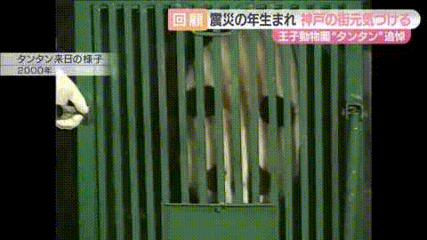 太可怕了！日本幼儿园小朋友竟然这样对待死去的大熊猫（组图） - 3